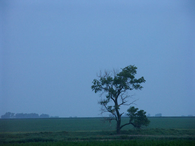 Lone Tree